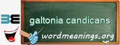 WordMeaning blackboard for galtonia candicans